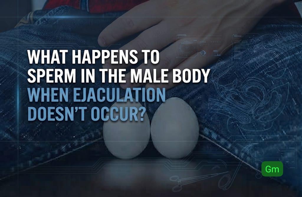 What Happens to Sperm in the Male Body When Ejaculation Doesn’t Occur?